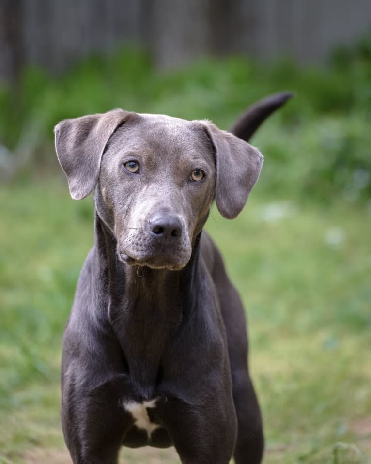 Sophie, a Labrador Retriever and American Pit Bull Terrier mix tested with EmbarkVet.com