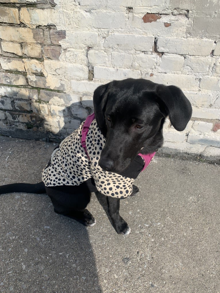 Beya Lilianna Riggs, a Golden Retriever and Labrador Retriever mix tested with EmbarkVet.com