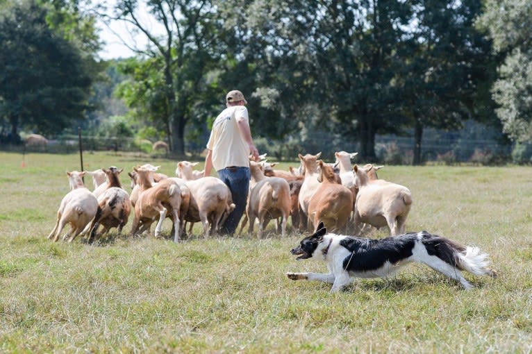 Zee, a Border Collie tested with EmbarkVet.com