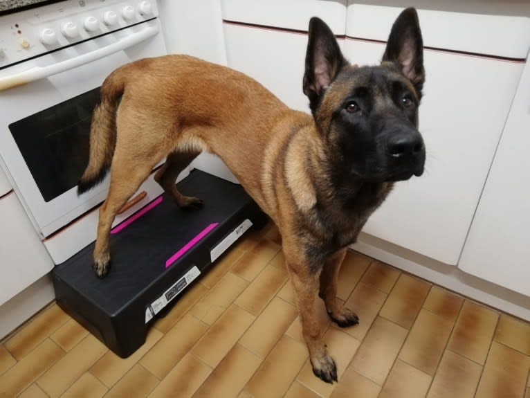 Kylar (PsychoKiller d'Hélitesport), a Belgian Shepherd tested with EmbarkVet.com