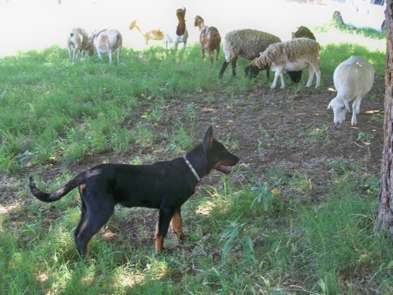 Meg, a Beauceron tested with EmbarkVet.com