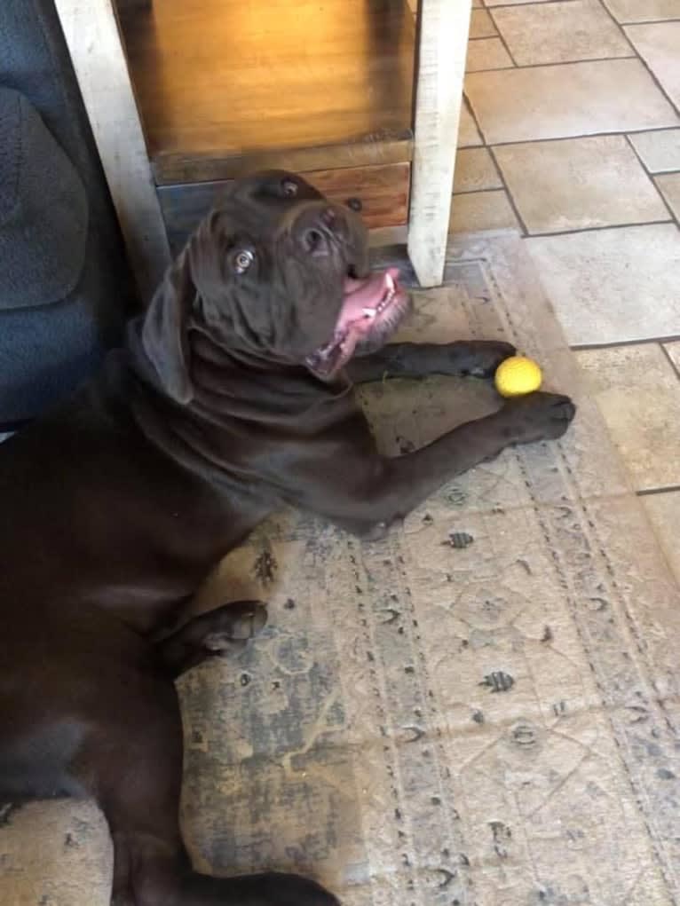 Cade, a Cane Corso tested with EmbarkVet.com