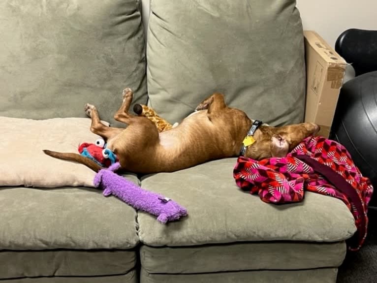 Bruce, an American Pit Bull Terrier and Chihuahua mix tested with EmbarkVet.com