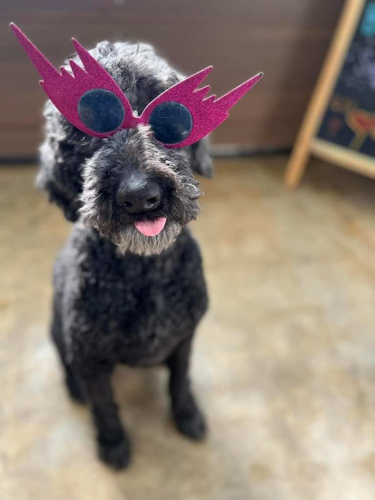 Sasha, a Poodle (Standard) tested with EmbarkVet.com