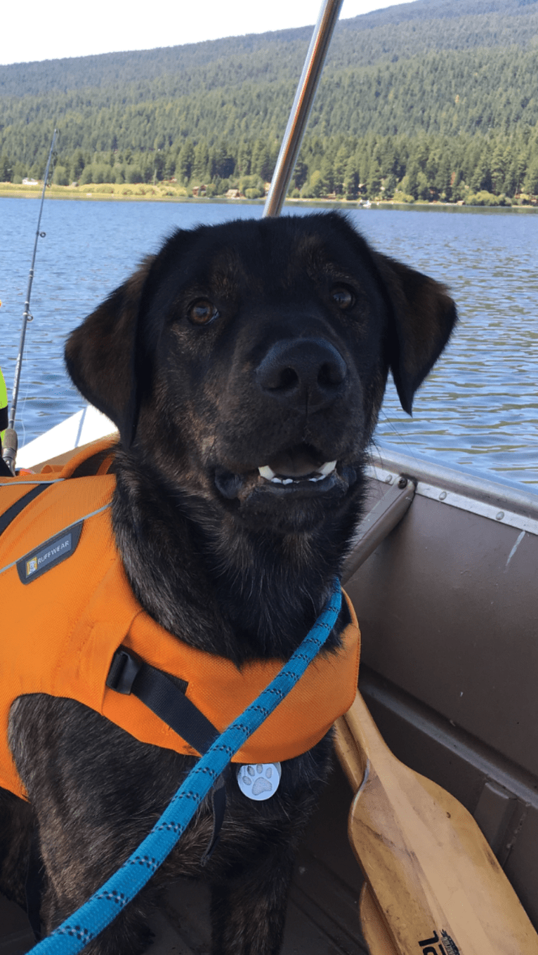 Leo, a Labrador Retriever and Golden Retriever mix tested with EmbarkVet.com