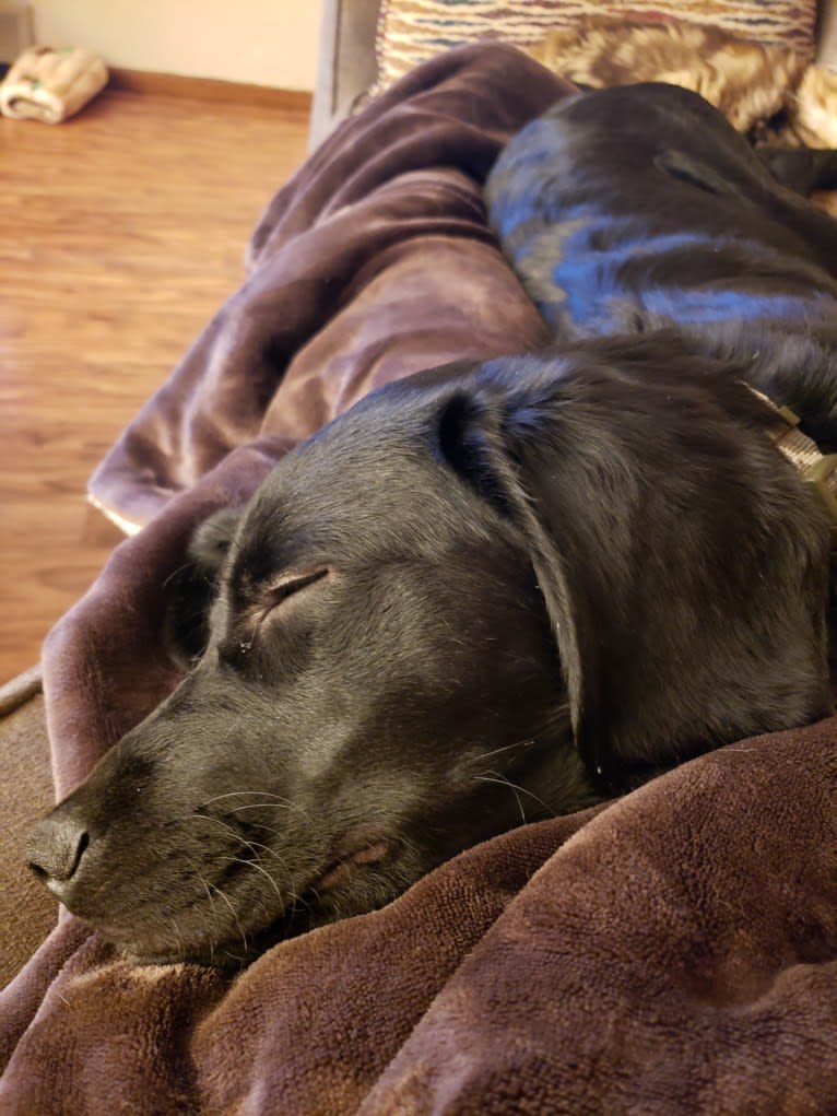 Buddy, an American Water Spaniel and Golden Retriever mix tested with EmbarkVet.com