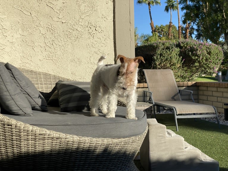 Gizmo, a Wire Fox Terrier tested with EmbarkVet.com