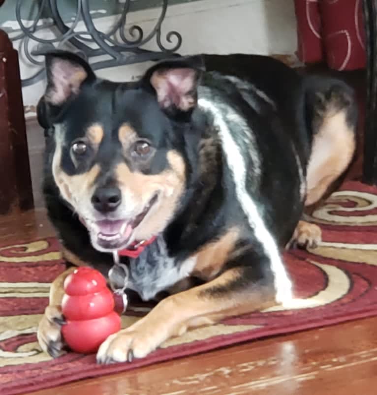 Cythera, an Australian Cattle Dog and American Pit Bull Terrier mix tested with EmbarkVet.com