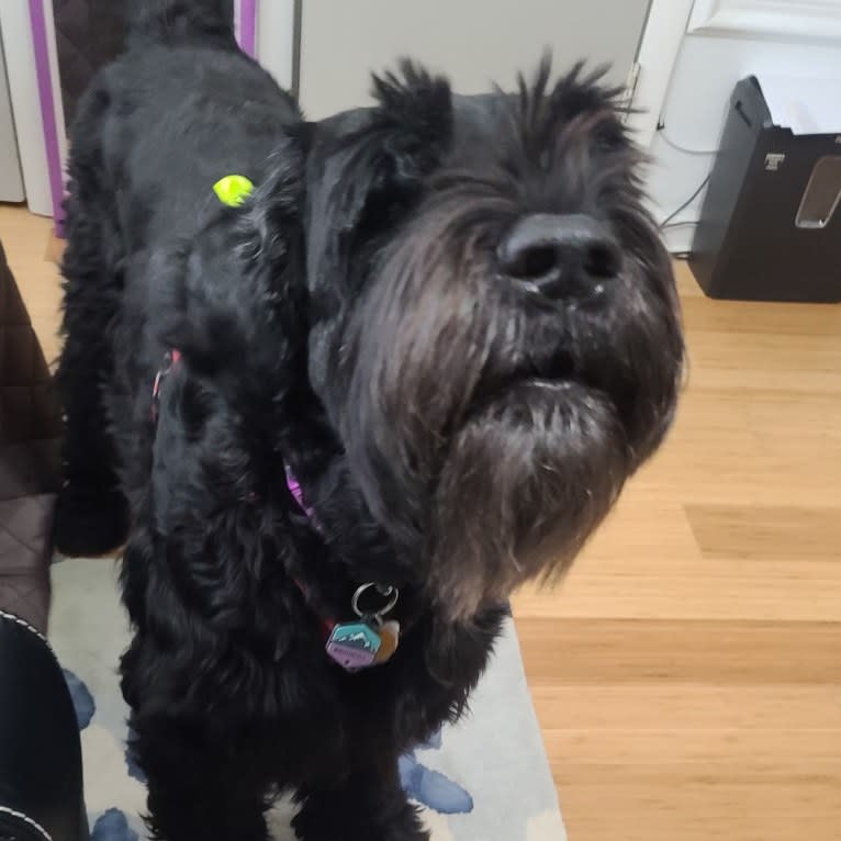 Nightingale, a Black Russian Terrier tested with EmbarkVet.com