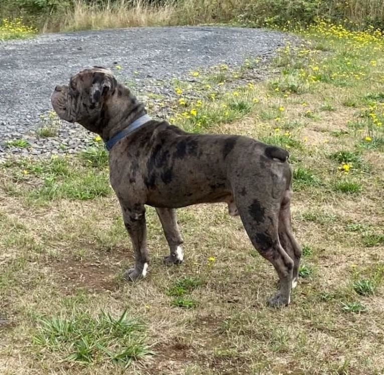Mo, an Olde English Bulldogge tested with EmbarkVet.com