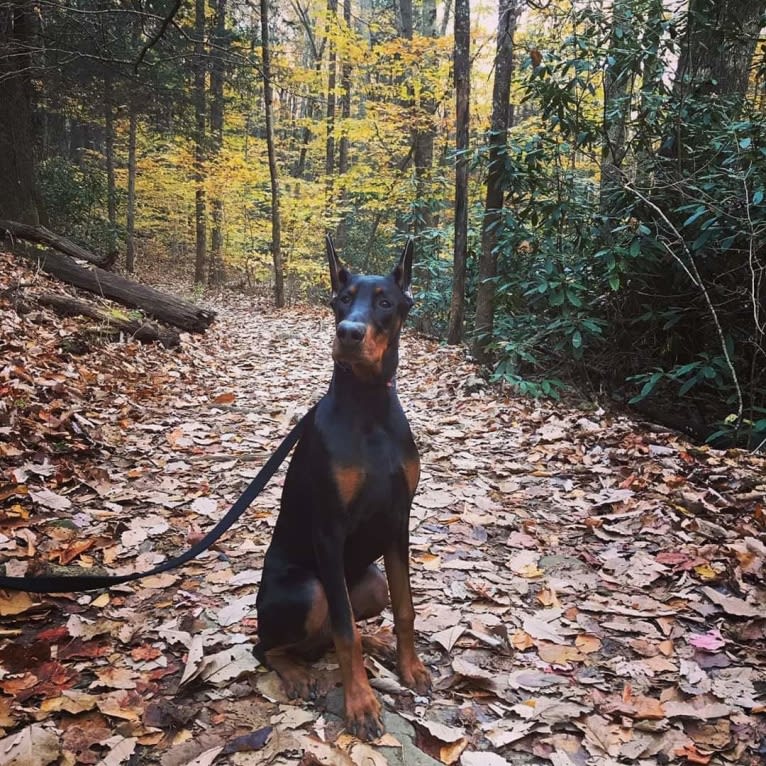 Jager, a Doberman Pinscher tested with EmbarkVet.com