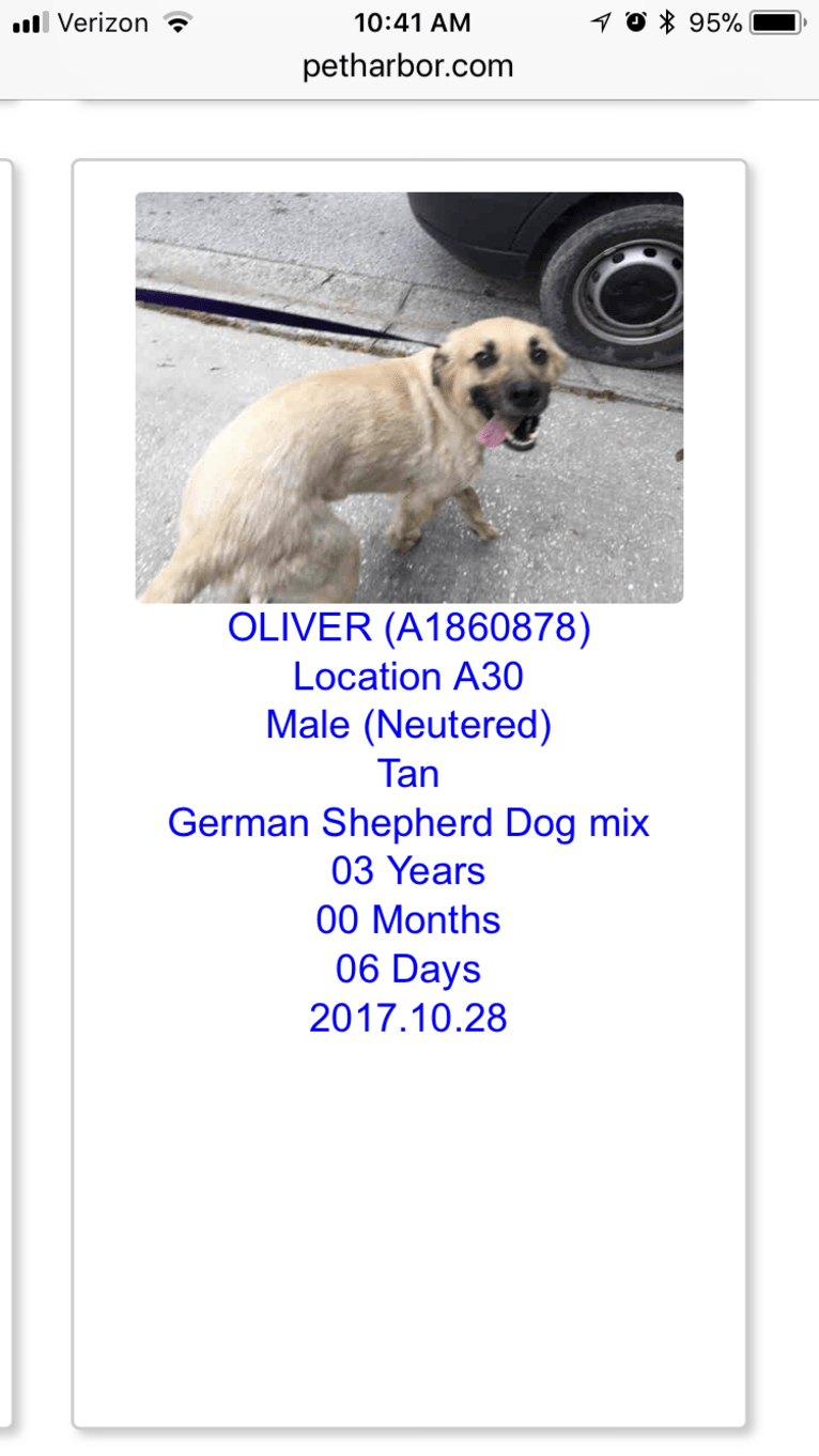 Oliver, an Australian Shepherd and Catahoula Leopard Dog mix tested with EmbarkVet.com