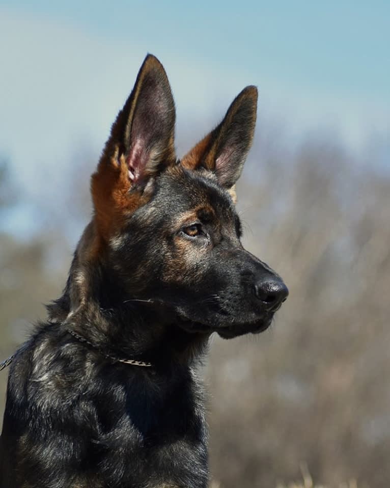 Booth vom Wahrsten, a German Shepherd Dog tested with EmbarkVet.com