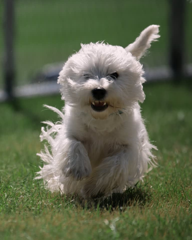 Missy, a West Highland White Terrier tested with EmbarkVet.com