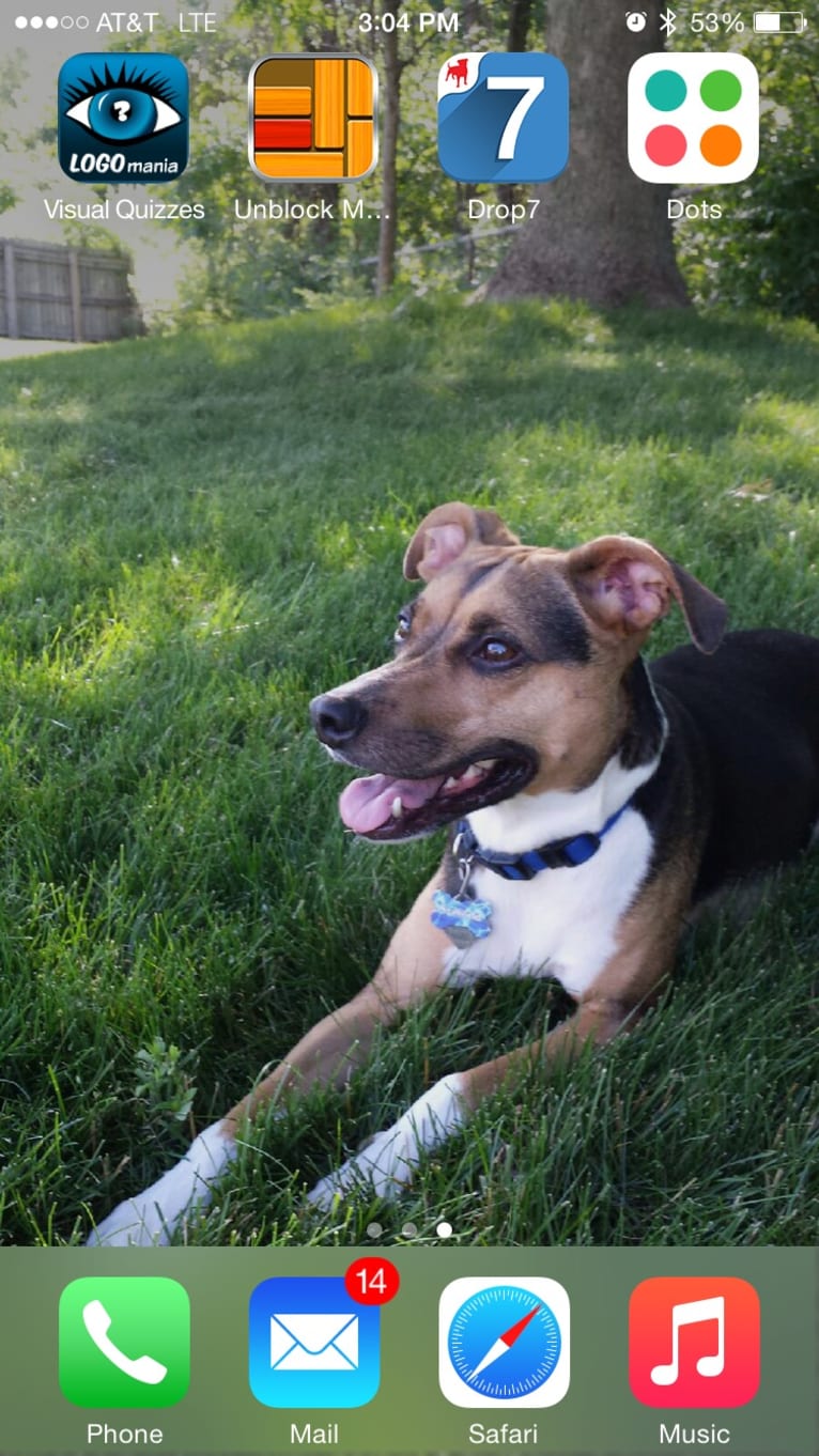 Tuna, a Rat Terrier and Staffordshire Terrier mix tested with EmbarkVet.com