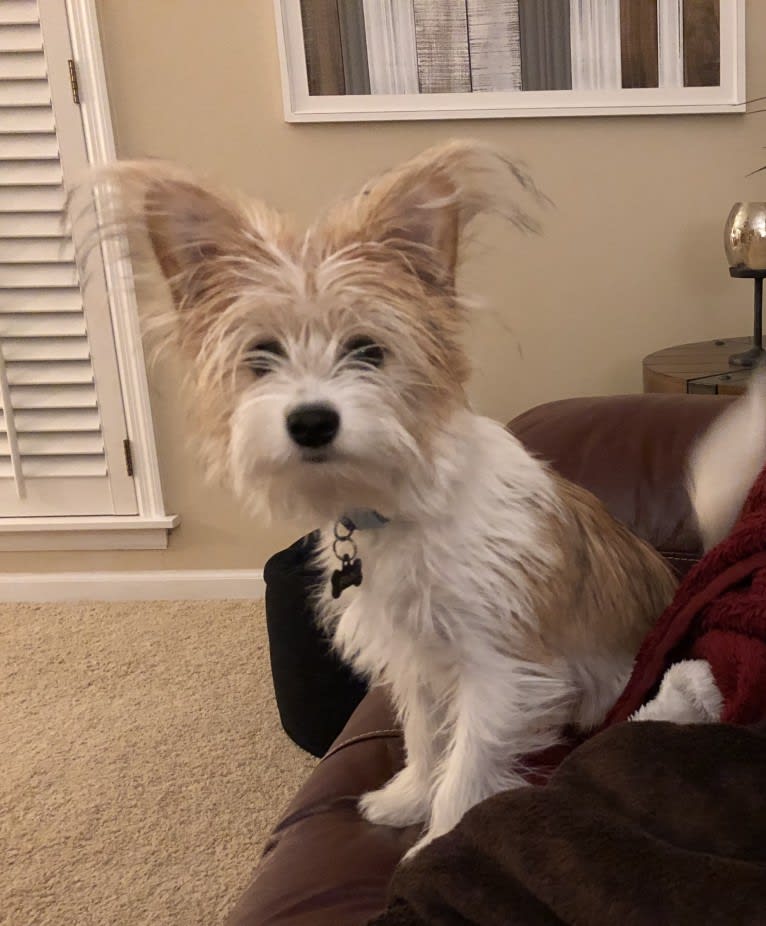 Finn, a Papillon and Maltese mix tested with EmbarkVet.com