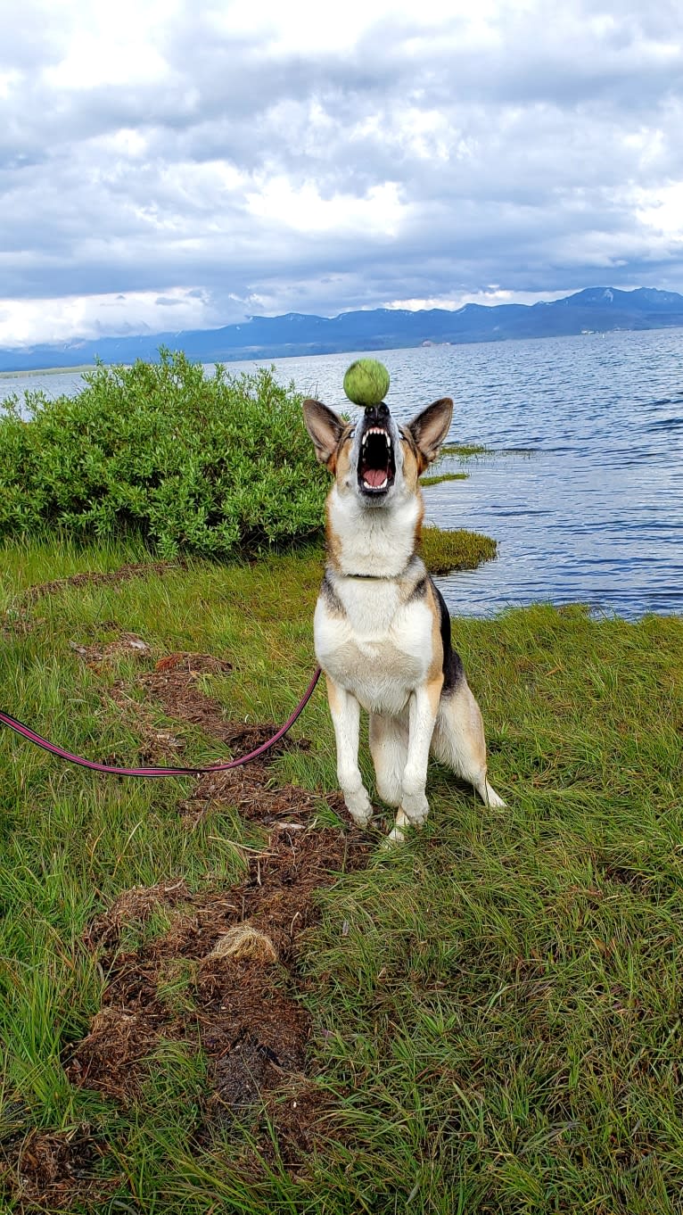 Sadie, a German Shepherd Dog tested with EmbarkVet.com