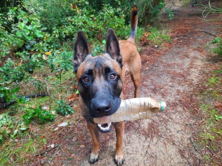 Kylar (PsychoKiller d'Hélitesport), a Belgian Shepherd tested with EmbarkVet.com