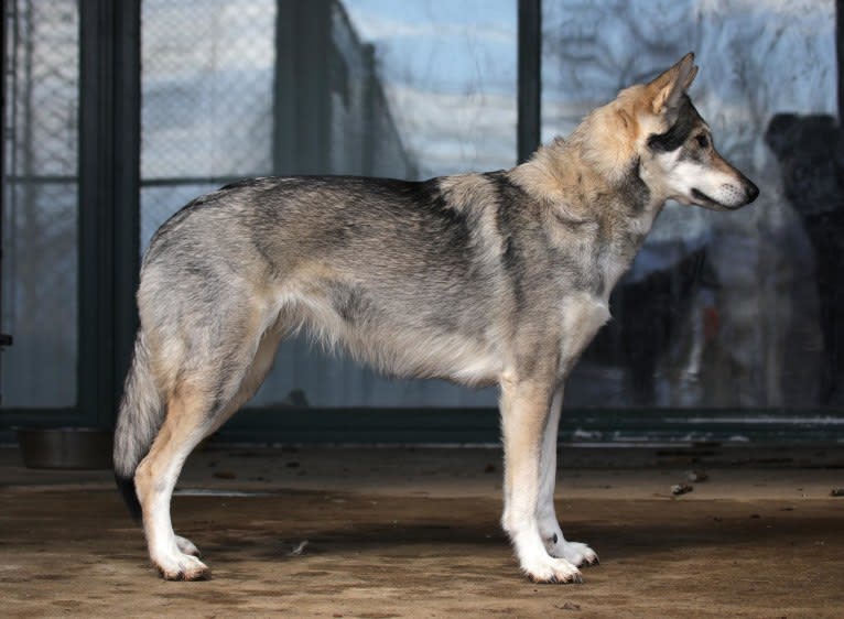 Ember, an Alaskan-type Husky and Siberian Husky mix tested with EmbarkVet.com