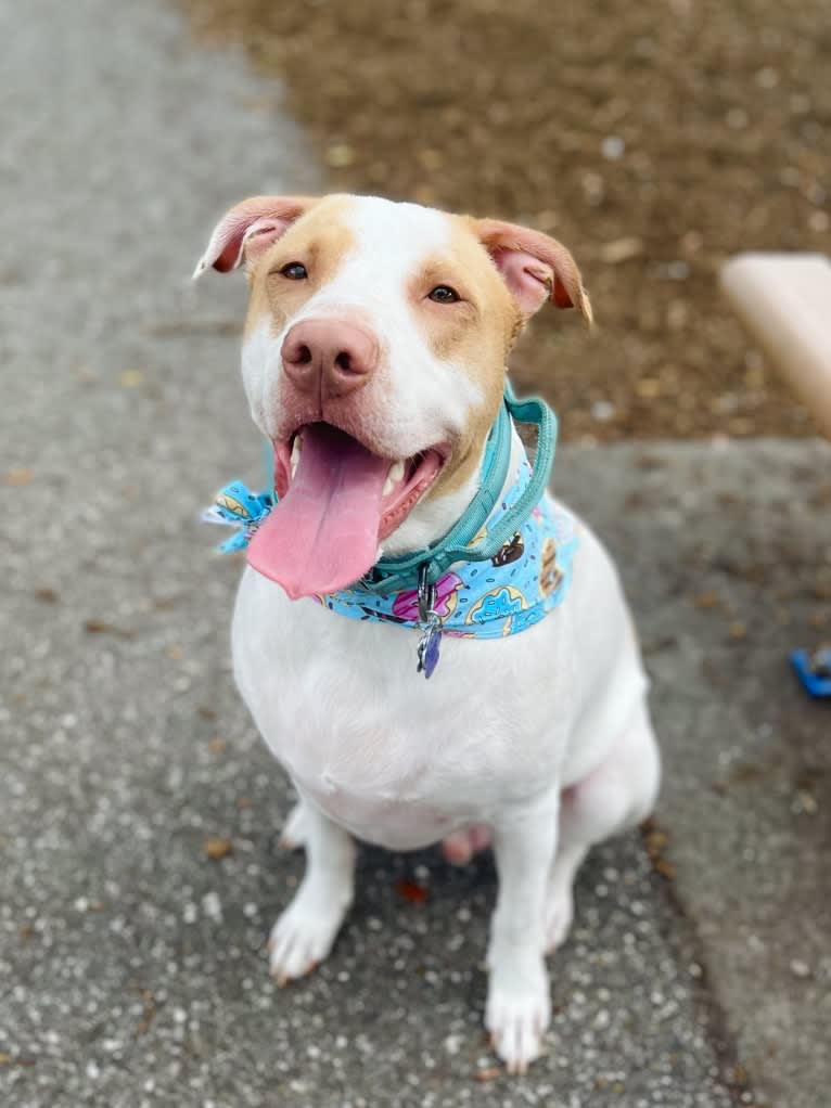 Casper, an American Pit Bull Terrier and Labrador Retriever mix tested with EmbarkVet.com