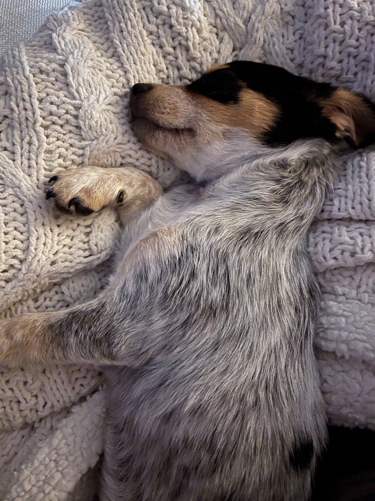 Pepper, a Chihuahua and Australian Cattle Dog mix tested with EmbarkVet.com