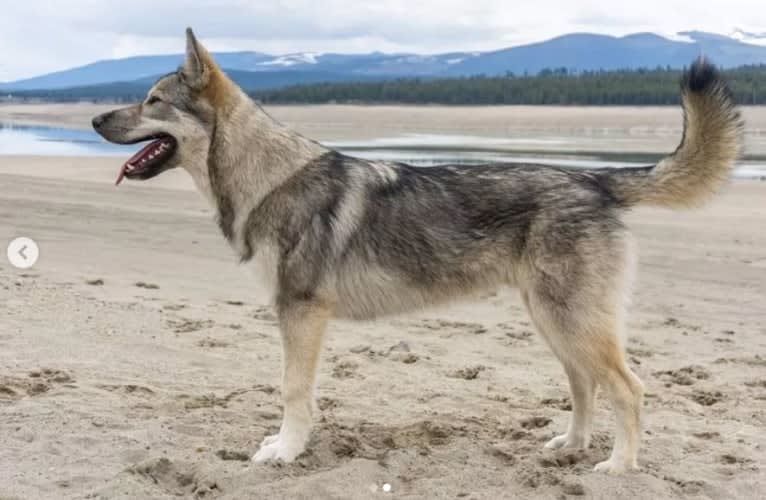 Lark, a Siberian Husky and Karelian Bear Dog mix tested with EmbarkVet.com