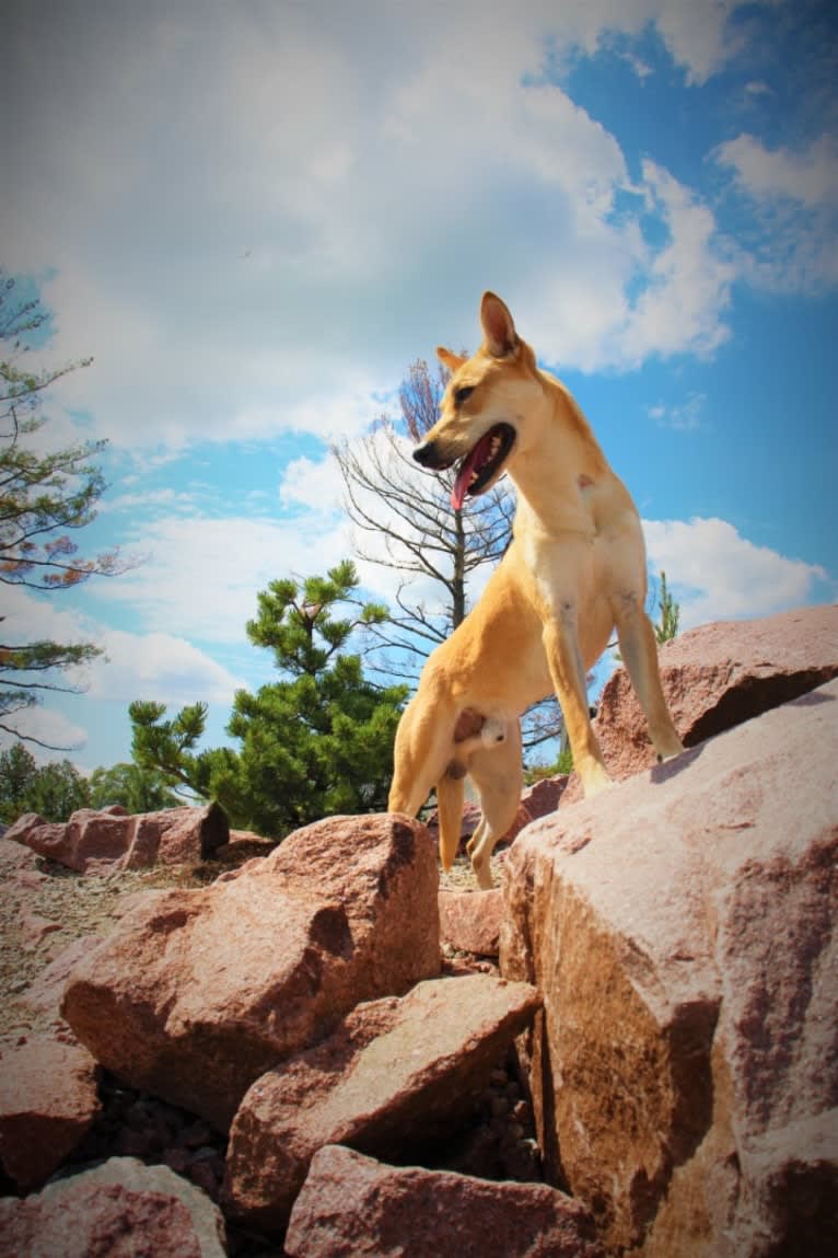 Bones, a Carolina Dog tested with EmbarkVet.com