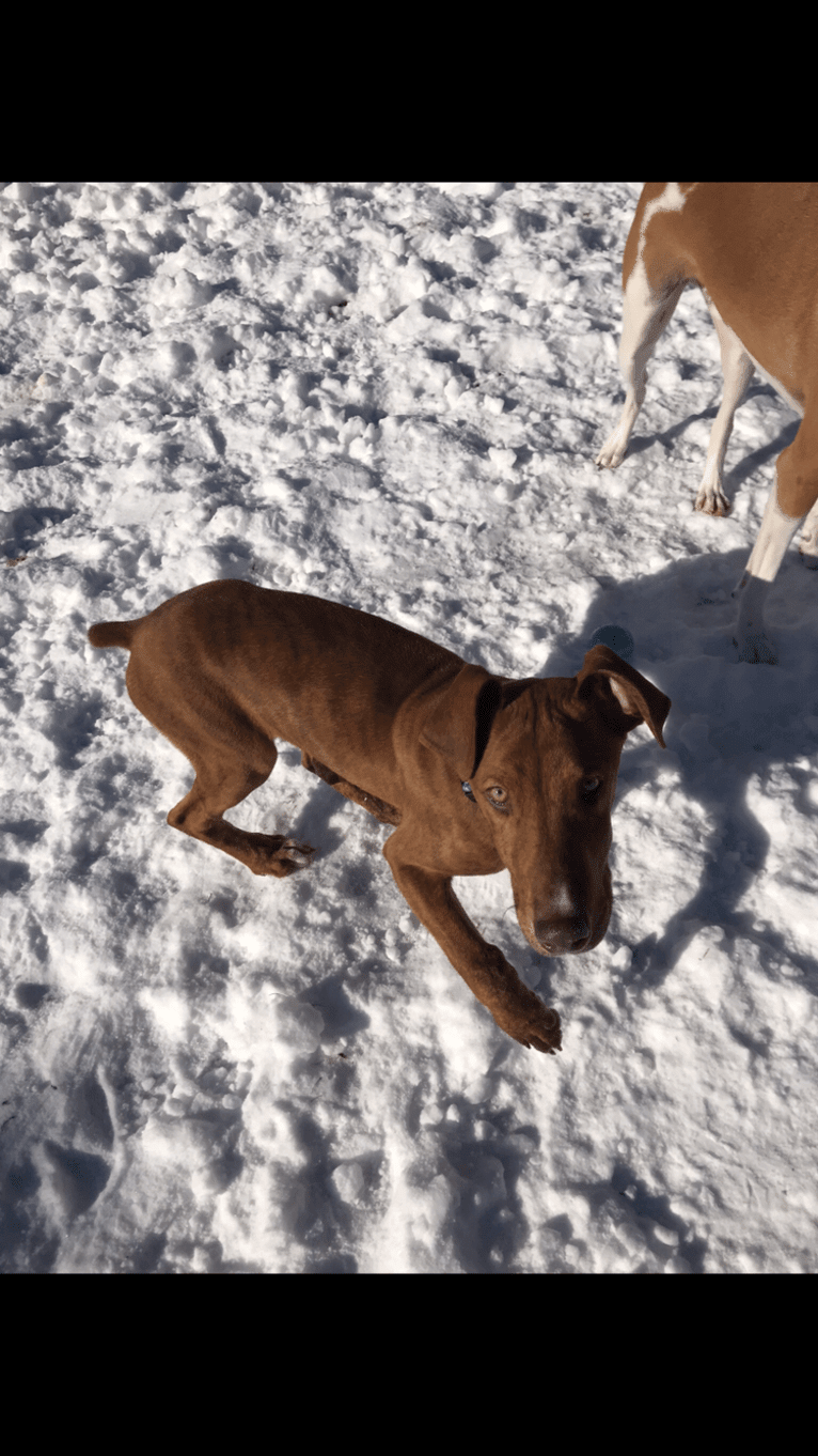 Leroy, a Doberman Pinscher and Boxer mix tested with EmbarkVet.com