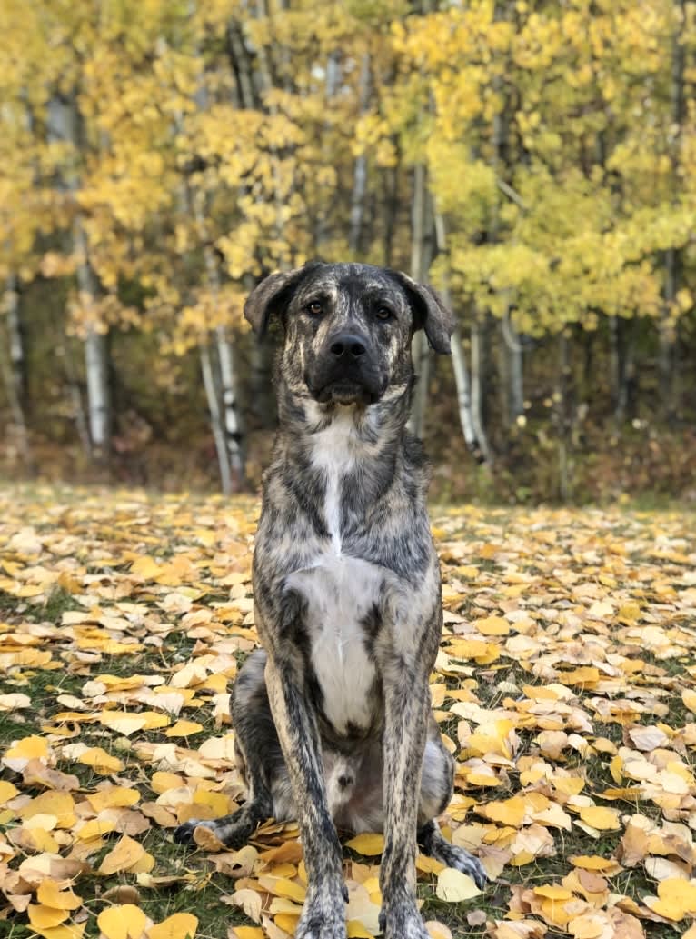 Kuiper, a Saint Bernard and Akita mix tested with EmbarkVet.com