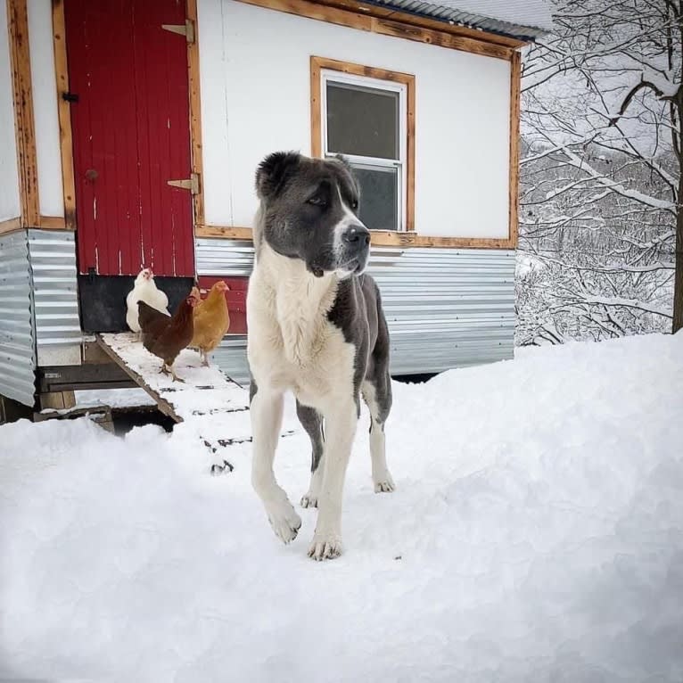 Maxomagic’s Revolutionary War, a Central Asian Shepherd Dog tested with EmbarkVet.com