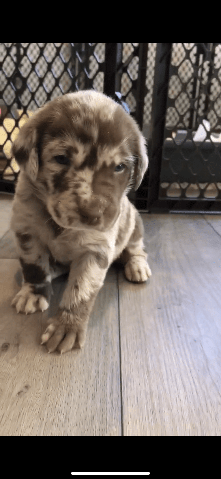 Ginnie, a Labrador Retriever and Great Pyrenees mix tested with EmbarkVet.com