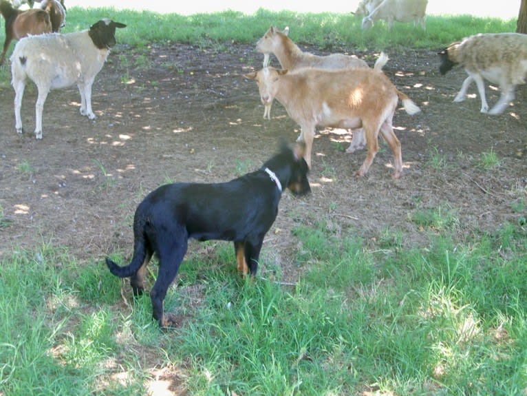 Meg, a Beauceron tested with EmbarkVet.com