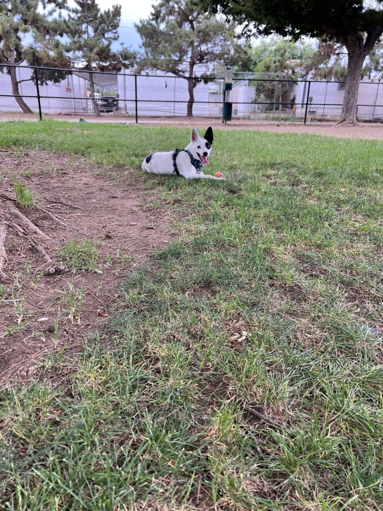 Luke Skywalker, an Australian Cattle Dog and Rat Terrier mix tested with EmbarkVet.com