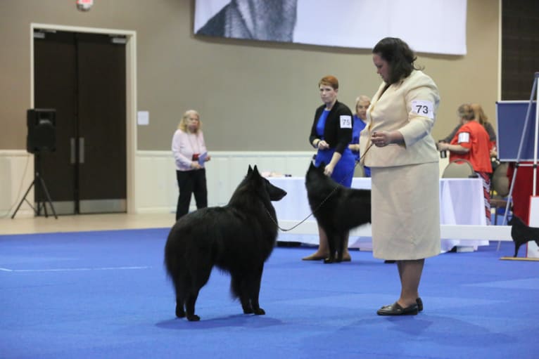 Gery, a Belgian Shepherd tested with EmbarkVet.com