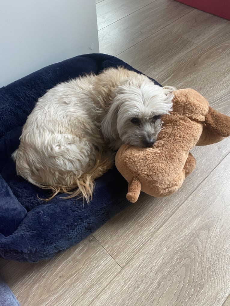 Bella, a Shih Tzu and Poodle (Small) mix tested with EmbarkVet.com