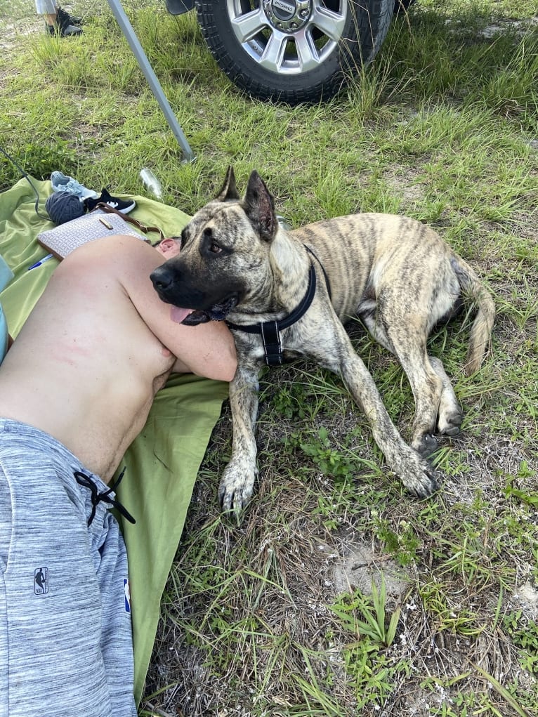 Capoñe, a Perro de Presa Canario tested with EmbarkVet.com