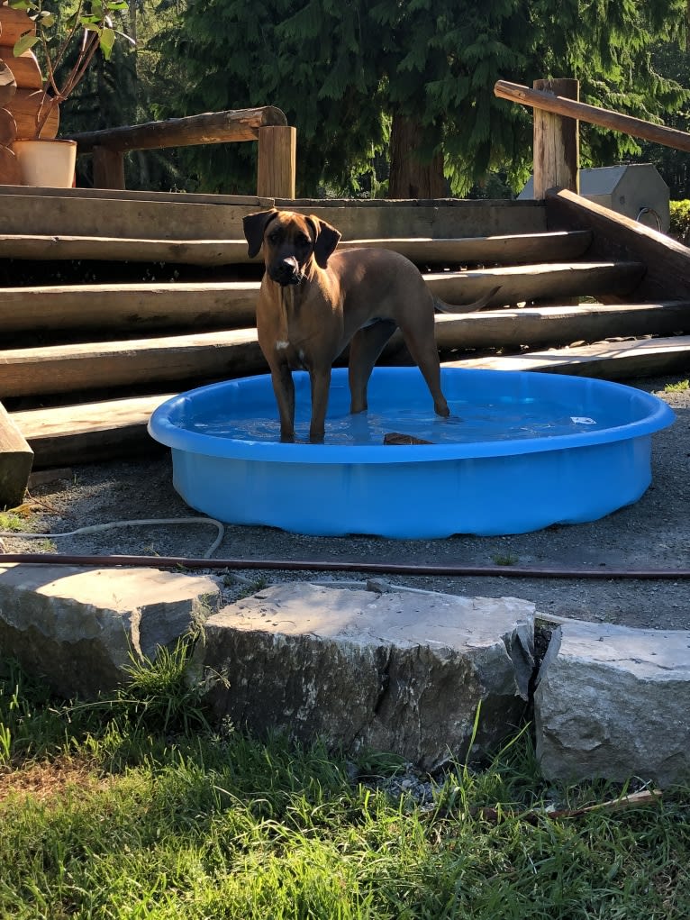 Diesel, a Rhodesian Ridgeback tested with EmbarkVet.com