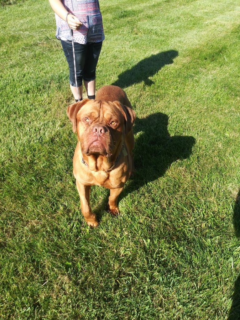 Brutis II, a Dogue de Bordeaux tested with EmbarkVet.com