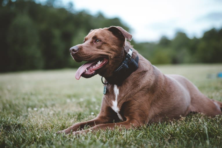 Jaxon, an American Bulldog and Labrador Retriever mix tested with EmbarkVet.com