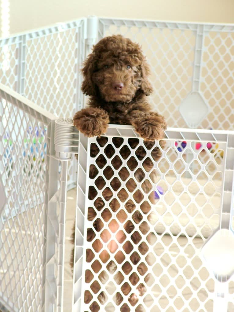 Maggie Sue, a Poodle (Standard) and Poodle (Small) mix tested with EmbarkVet.com