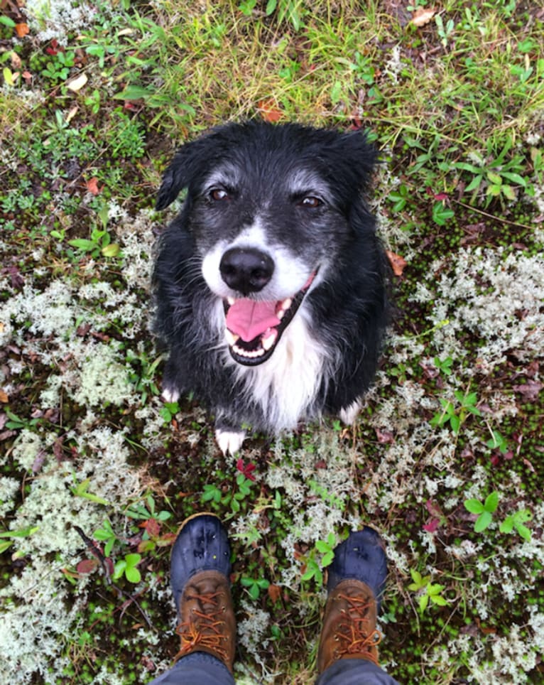 Jasper, an Australian Shepherd and Border Collie mix tested with EmbarkVet.com