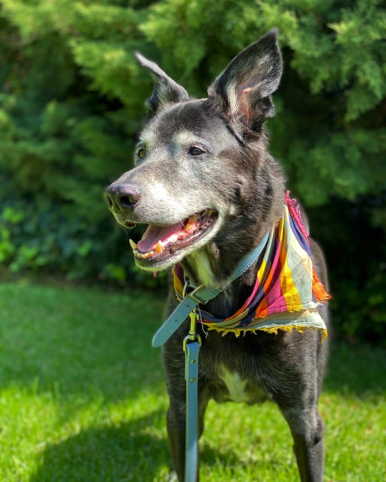 Kepler, a Chesapeake Bay Retriever and Labrador Retriever mix tested with EmbarkVet.com