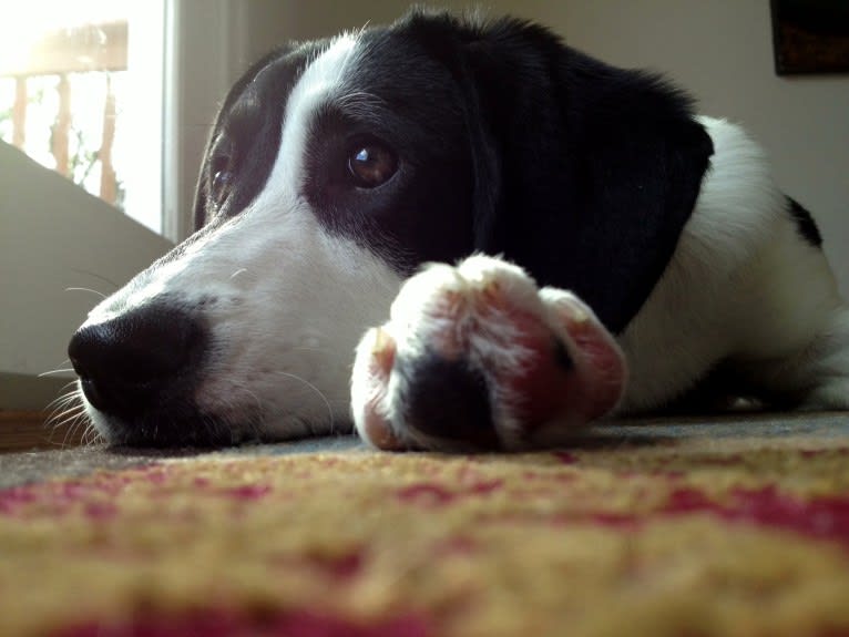 Madison, a Beagle and German Shepherd Dog mix tested with EmbarkVet.com