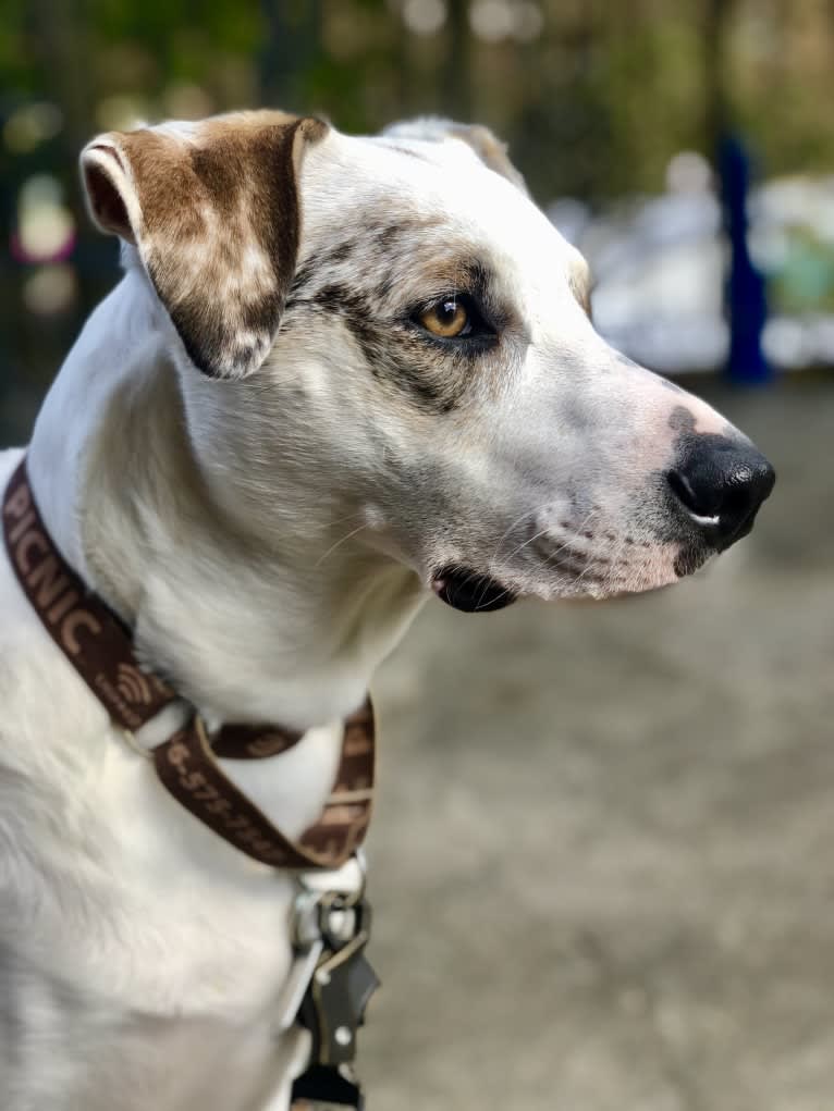 Picnic, an Australian Cattle Dog and Australian Shepherd mix tested with EmbarkVet.com