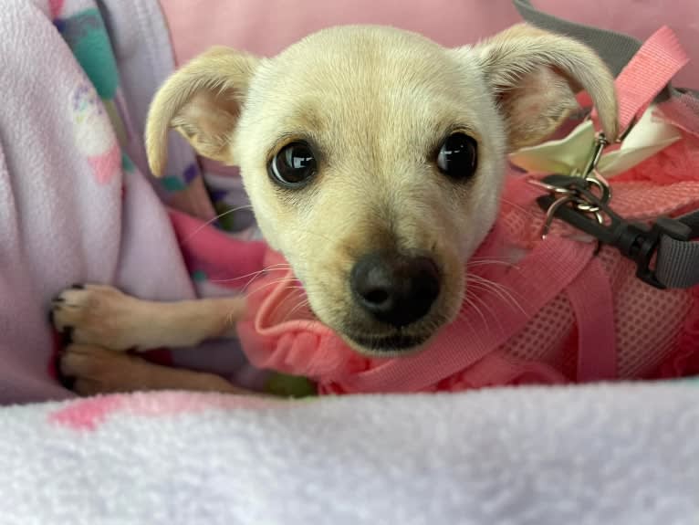Cutie, a Chihuahua and Poodle (Small) mix tested with EmbarkVet.com