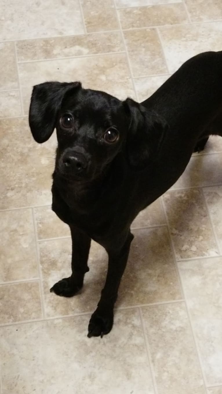 Brucifer, a Cocker Spaniel and Miniature Pinscher mix tested with EmbarkVet.com