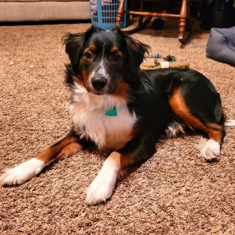 Finnley, an Australian Shepherd tested with EmbarkVet.com