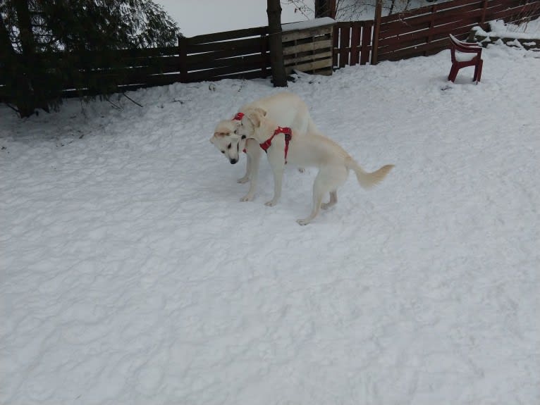 Ky, an Australian Shepherd and Golden Retriever mix tested with EmbarkVet.com