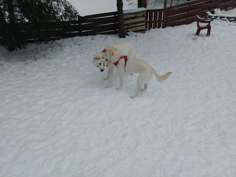 Ky, an Australian Shepherd and Golden Retriever mix tested with EmbarkVet.com