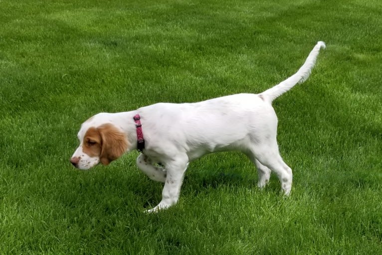 Savvy, a Llewellin Setter tested with EmbarkVet.com